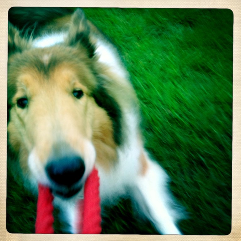 Piper tugging 11 years old