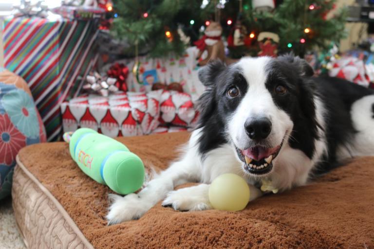 15777061_10211750010812903_2150196221313929598_o